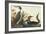 Red-Throated Diver-John James Audubon-Framed Art Print