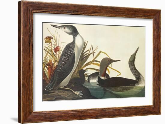 Red-Throated Diver-John James Audubon-Framed Art Print
