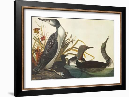 Red-Throated Diver-John James Audubon-Framed Art Print