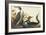 Red-Throated Diver-John James Audubon-Framed Art Print