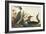 Red-Throated Diver-John James Audubon-Framed Art Print