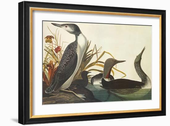 Red-Throated Diver-John James Audubon-Framed Art Print