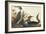 Red-Throated Diver-John James Audubon-Framed Art Print