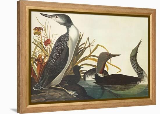 Red-Throated Diver-John James Audubon-Framed Stretched Canvas