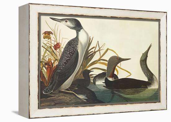 Red-Throated Diver-John James Audubon-Framed Stretched Canvas