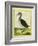 Red-Throated Diver-Georges-Louis Buffon-Framed Giclee Print