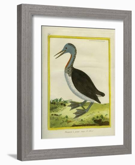 Red-Throated Diver-Georges-Louis Buffon-Framed Giclee Print