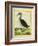 Red-Throated Diver-Georges-Louis Buffon-Framed Giclee Print