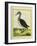 Red-Throated Diver-Georges-Louis Buffon-Framed Giclee Print