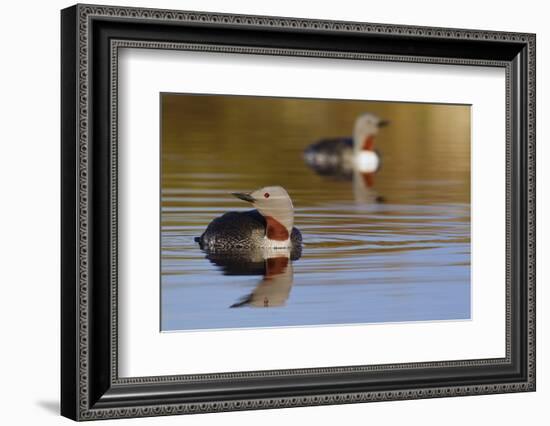 Red Throated Loon Pair-Ken Archer-Framed Photographic Print