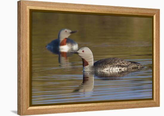 Red-Throated Loon Pair-Ken Archer-Framed Premier Image Canvas