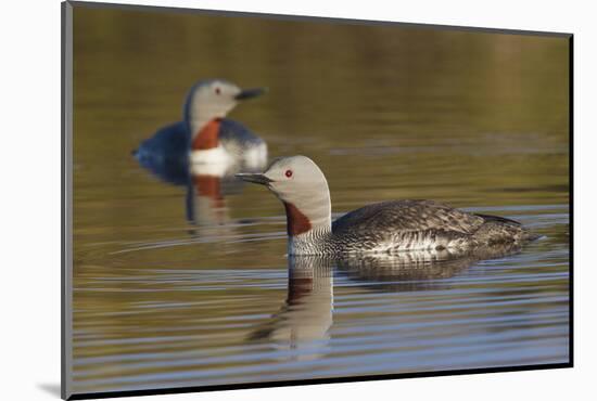 Red-Throated Loon Pair-Ken Archer-Mounted Photographic Print