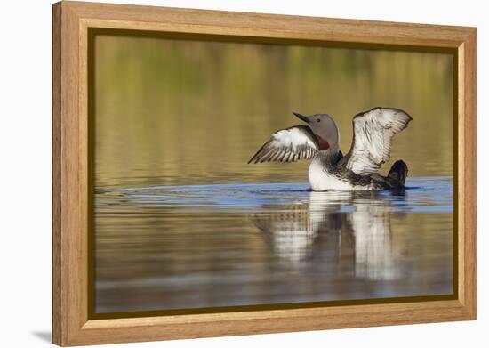 Red-Throated Loon-Ken Archer-Framed Premier Image Canvas