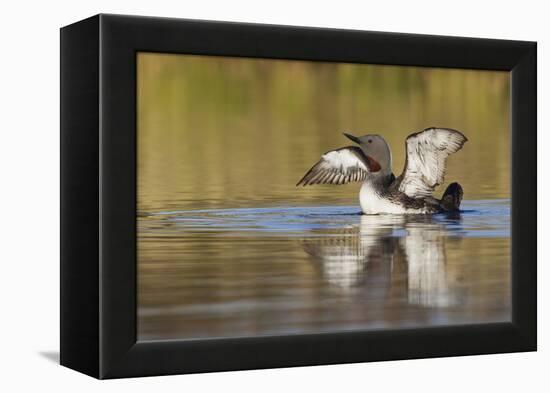 Red-Throated Loon-Ken Archer-Framed Premier Image Canvas