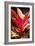 Red Ti Leaves-Karyn Millet-Framed Photo