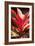 Red Ti Leaves-Karyn Millet-Framed Photo