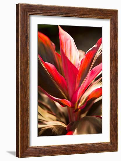 Red Ti Leaves-Karyn Millet-Framed Photo