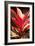 Red Ti Leaves-Karyn Millet-Framed Photo