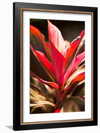 Red Ti Leaves-Karyn Millet-Framed Photo