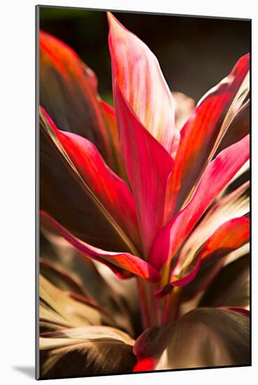 Red Ti Leaves-Karyn Millet-Mounted Photo