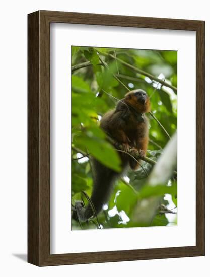 Red Titi Monkey, Yasuni NP, Amazon, Ecuador-Pete Oxford-Framed Photographic Print
