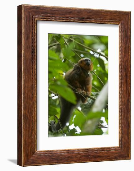 Red Titi Monkey, Yasuni NP, Amazon, Ecuador-Pete Oxford-Framed Photographic Print