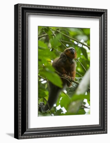 Red Titi Monkey, Yasuni NP, Amazon, Ecuador-Pete Oxford-Framed Photographic Print