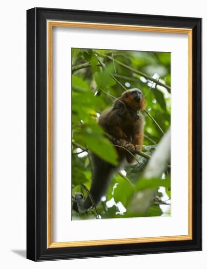 Red Titi Monkey, Yasuni NP, Amazon, Ecuador-Pete Oxford-Framed Photographic Print