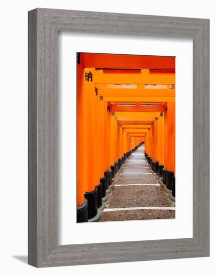 Red Torii Gates, Fushimi Inari Taisha Shrine, Kyoto, Kansai Region, Honshu, Japan, Asia-Gavin Hellier-Framed Photographic Print