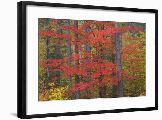 Red Tree and Fall Color Schoolcraft County, Upper Peninsula, Michigan-Richard and Susan Day-Framed Photographic Print