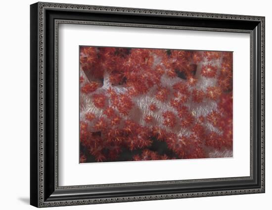 Red Tree Coral on a Fijian Reef-Stocktrek Images-Framed Photographic Print