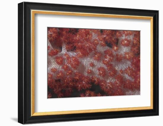 Red Tree Coral on a Fijian Reef-Stocktrek Images-Framed Photographic Print
