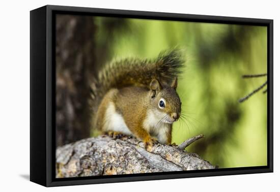 Red Tree Squirrel Posing on Branch in Flagg Ranch, Wyoming-Michael Qualls-Framed Premier Image Canvas