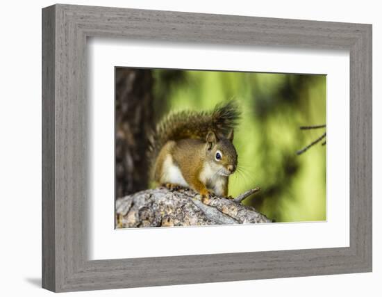 Red Tree Squirrel Posing on Branch in Flagg Ranch, Wyoming-Michael Qualls-Framed Photographic Print