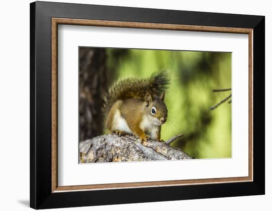 Red Tree Squirrel Posing on Branch in Flagg Ranch, Wyoming-Michael Qualls-Framed Photographic Print