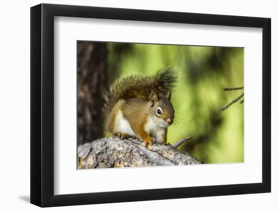 Red Tree Squirrel Posing on Branch in Flagg Ranch, Wyoming-Michael Qualls-Framed Photographic Print