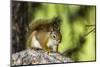 Red Tree Squirrel Posing on Branch in Flagg Ranch, Wyoming-Michael Qualls-Mounted Photographic Print
