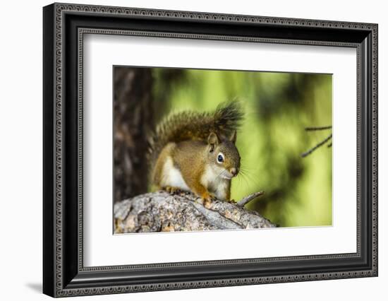 Red Tree Squirrel Posing on Branch in Flagg Ranch, Wyoming-Michael Qualls-Framed Photographic Print