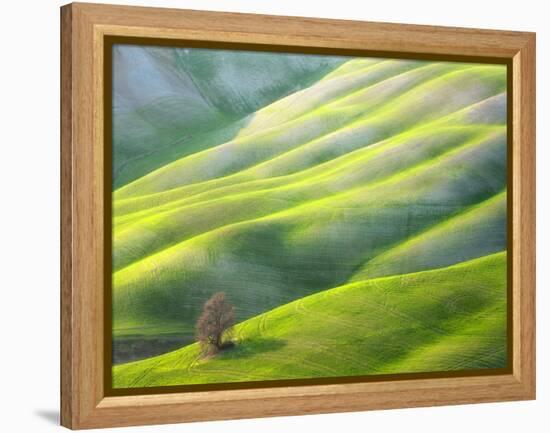 Red Tree-Marcin Sobas-Framed Premier Image Canvas