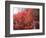 Red Tree-NaxArt-Framed Art Print