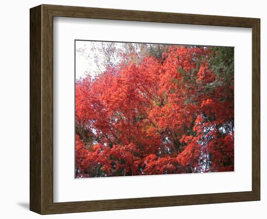 Red Tree-NaxArt-Framed Art Print