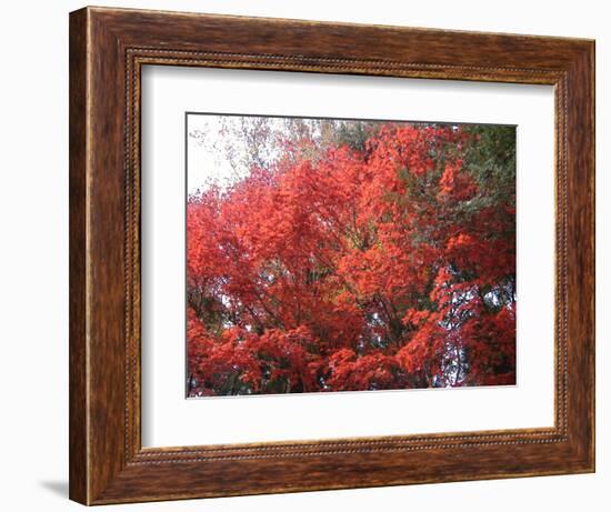 Red Tree-NaxArt-Framed Art Print