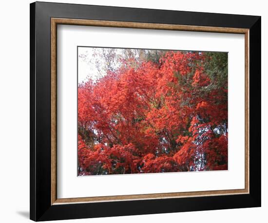 Red Tree-NaxArt-Framed Art Print