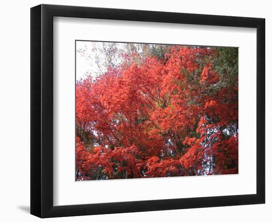 Red Tree-NaxArt-Framed Art Print