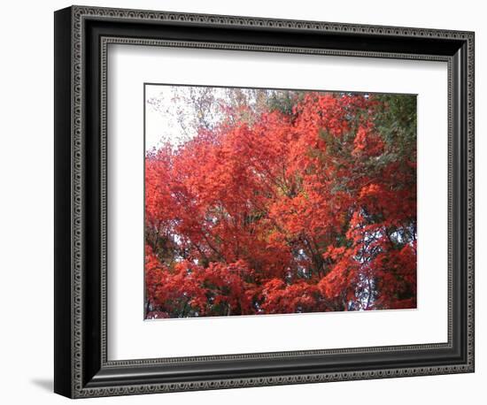Red Tree-NaxArt-Framed Art Print