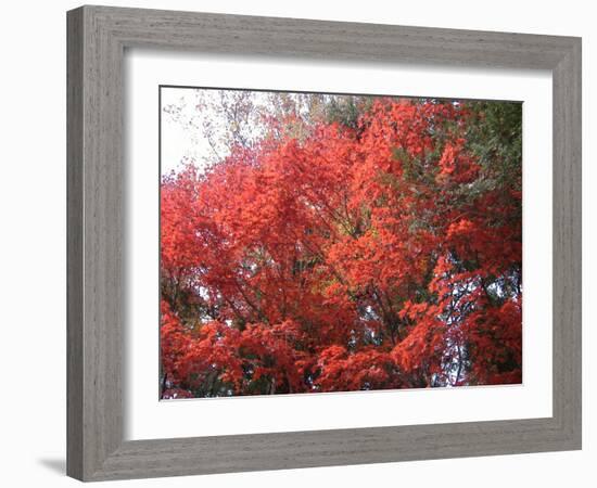 Red Tree-NaxArt-Framed Art Print