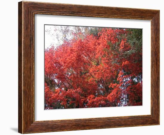 Red Tree-NaxArt-Framed Art Print