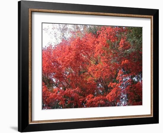 Red Tree-NaxArt-Framed Art Print