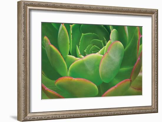 Red Trim Succulent I-Dennis Frates-Framed Giclee Print