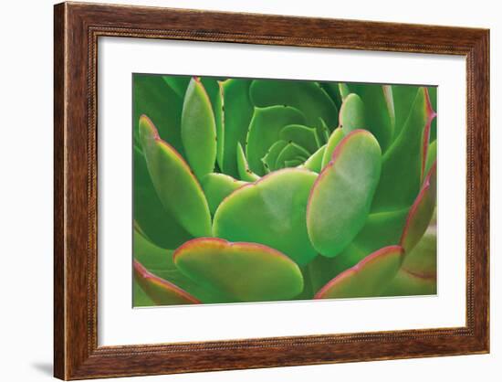 Red Trim Succulent I-Dennis Frates-Framed Giclee Print